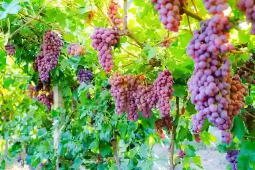 全国十大葡萄种植基地(中国最好的葡萄苗基地有哪些)