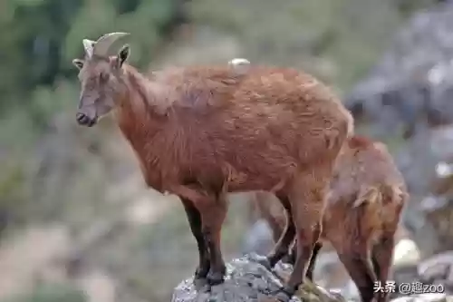 2018羊肉十大产区(中国十大名羊肉)插图6