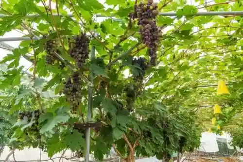 全国十大葡萄种植基地(中国最好的葡萄苗基地有哪些)插图2 全国十大葡萄种植基地(中国最好的葡萄苗基地有哪些)插图2