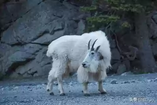 2018羊肉十大产区(中国十大名羊肉)插图5