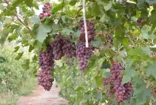 全国十大葡萄种植基地(中国最好的葡萄苗基地有哪些)插图6 全国十大葡萄种植基地(中国最好的葡萄苗基地有哪些)插图6