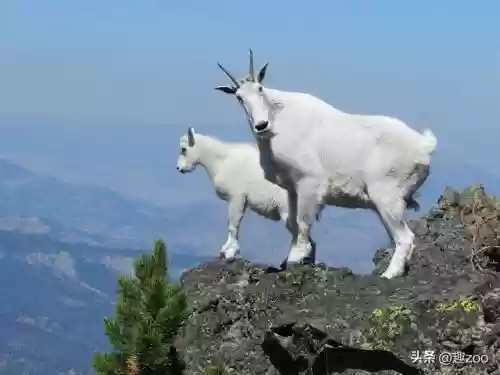 2018羊肉十大产区(中国十大名羊肉)插图7