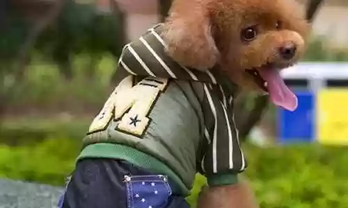 班吉拉阵容搭配