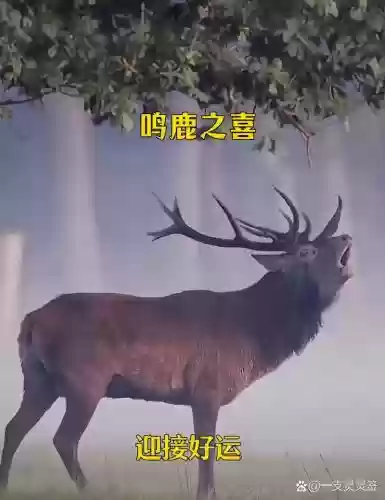 鸣鹿阵容
