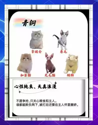 pk猫阵容