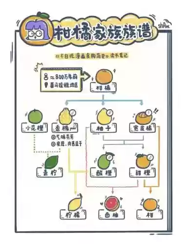 橘子克制阵容插图