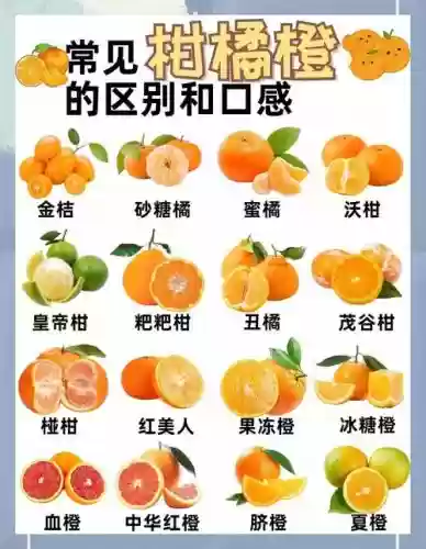 橙子大阵容插图