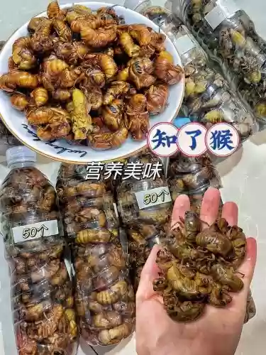 知了猴阵容插图
