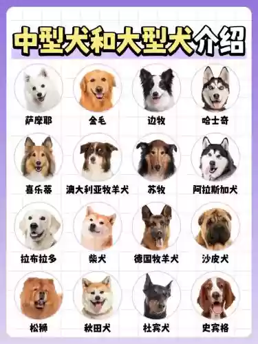猎犬阵容搭配_1