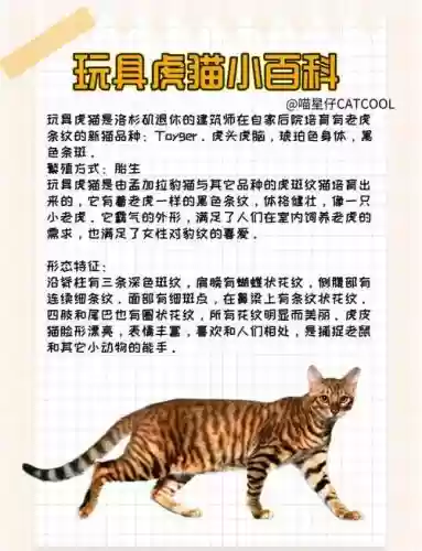 虎咪最多几个技能