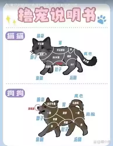 宠物天生技能怎么弄