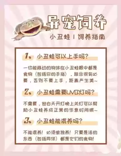养小青蛙的游戏攻略_1插图