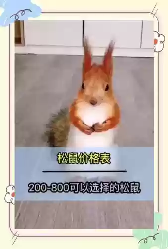 修罗晴天攻略松鼠插图