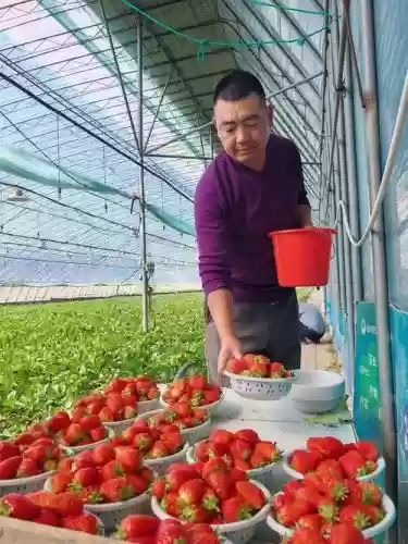 东营草莓阵容