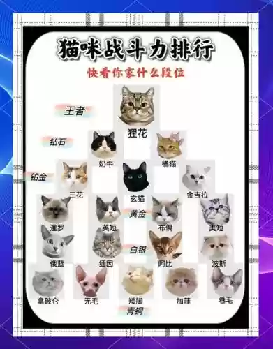 世界猫技能