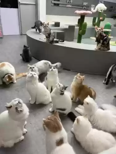 猫萌阵容插图
