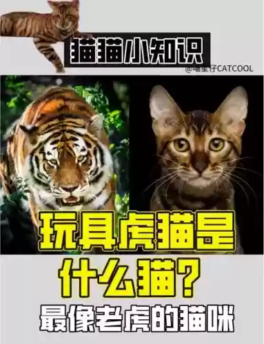 虎咪最多几个技能插图