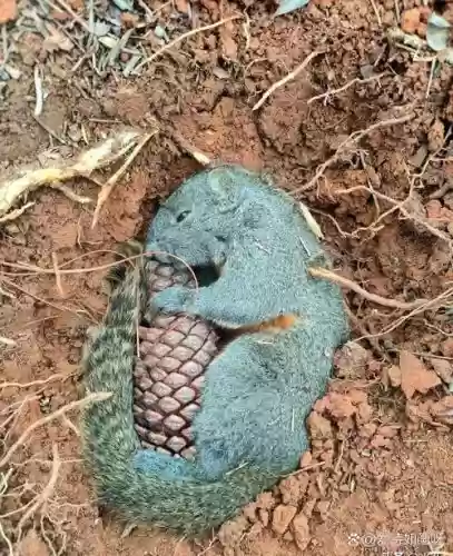 修罗晴天攻略松鼠