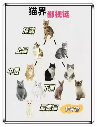 主猫阵容搭配_1