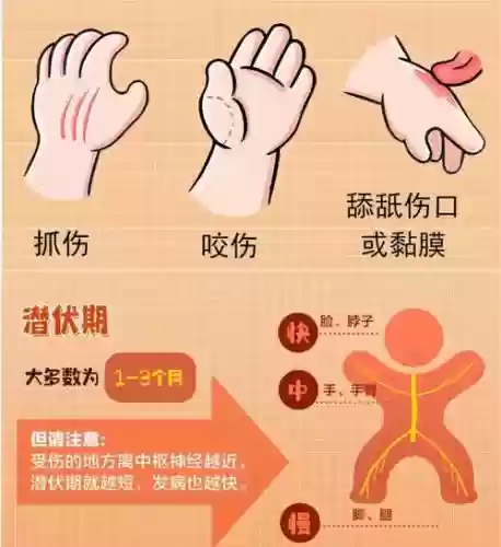咬咬是什么技能_1插图
