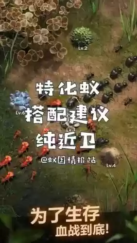 蚂蚁阵容搭配_1