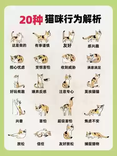 世界猫技能_1