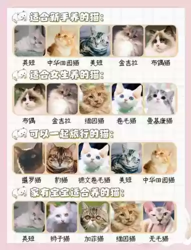 精准猫咪阵容搭配