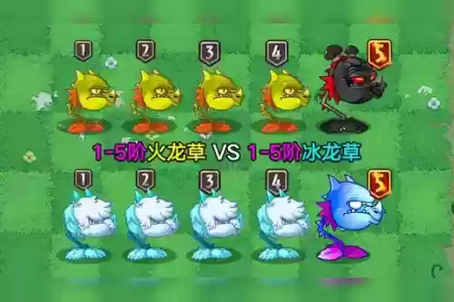 火龙草阵容_2插图