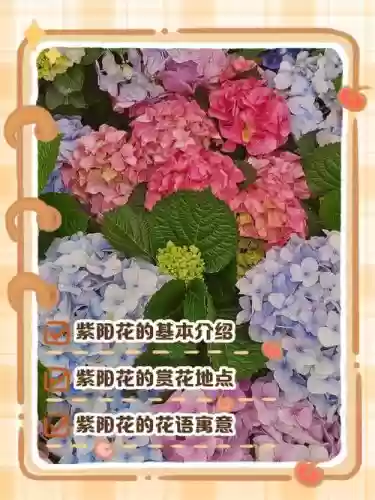 紫阳花阵容搭配