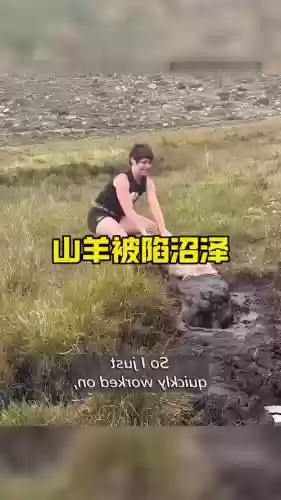 救援被困的山羊攻略,救援老山羊攻略插图 救援被困的山羊攻略,救援老山羊攻略插图