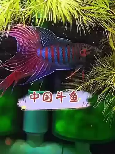 斗鱼回城搭配阵容，斗鱼回忆插图1