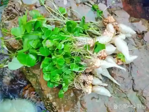 100关水晶萝卜攻略视频，水晶箩卜插图1