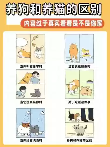 黑与白宠物攻略，黑与白宠物攻略大全插图1
