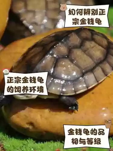 梦幻西游牧场金钱龟繁殖几率，梦幻牧场金钱龟好好繁殖吗