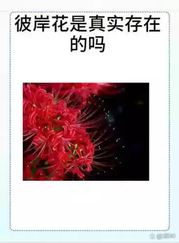 彼岸花必须升满技能吗，彼岸花要升六星吗插图