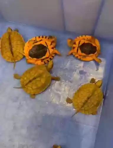 梦幻西游牧场金钱龟繁殖几率，梦幻牧场金钱龟好好繁殖吗插图